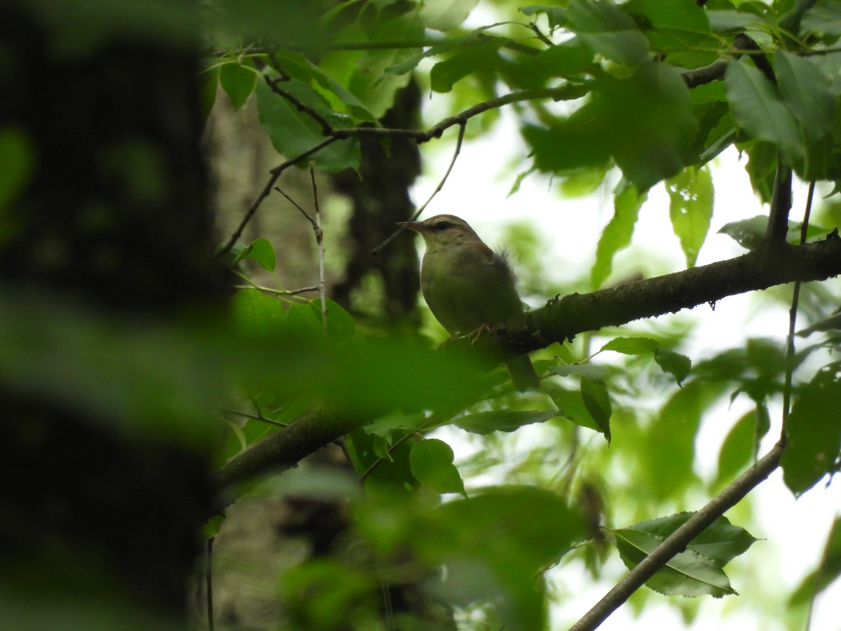 Swainson's Warbler - E White