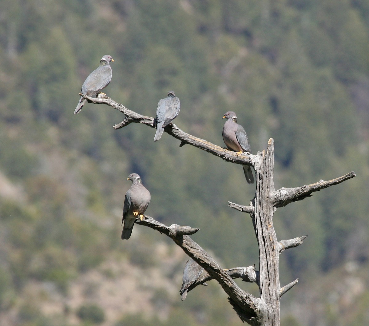 Band-tailed Pigeon - Dale Clark