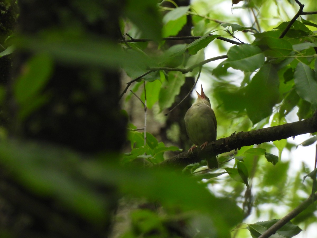 Swainson's Warbler - ML620761244