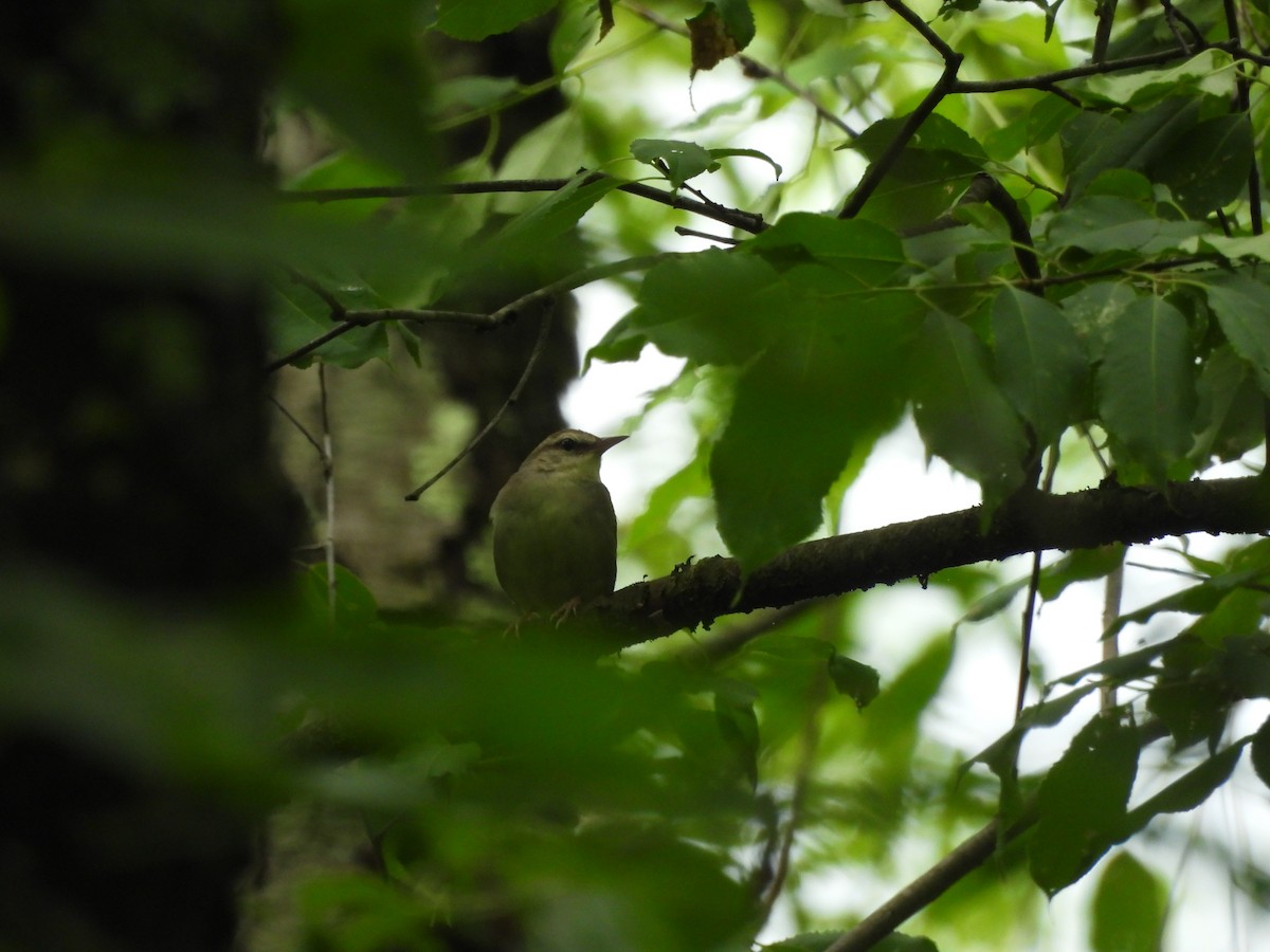 Swainson's Warbler - ML620761250