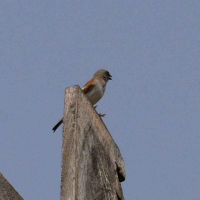 Northern Gray-headed Sparrow - ML620761256