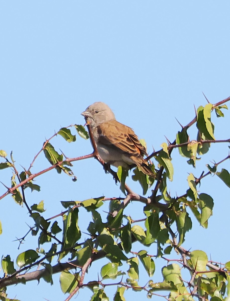 Southern Gray-headed Sparrow - ML620761257