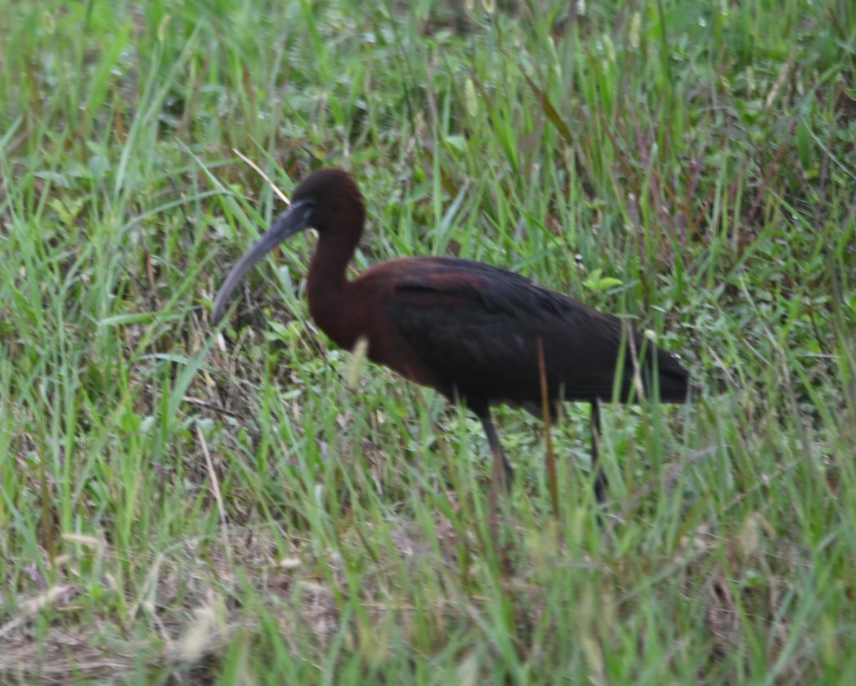 ibis hnědý - ML620761258