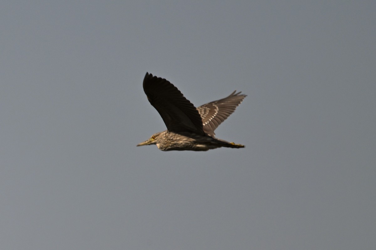 Black-crowned Night Heron - ML620761259