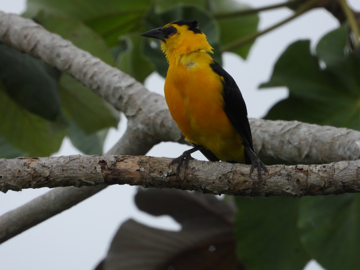 Oriole Blackbird - ML620761260