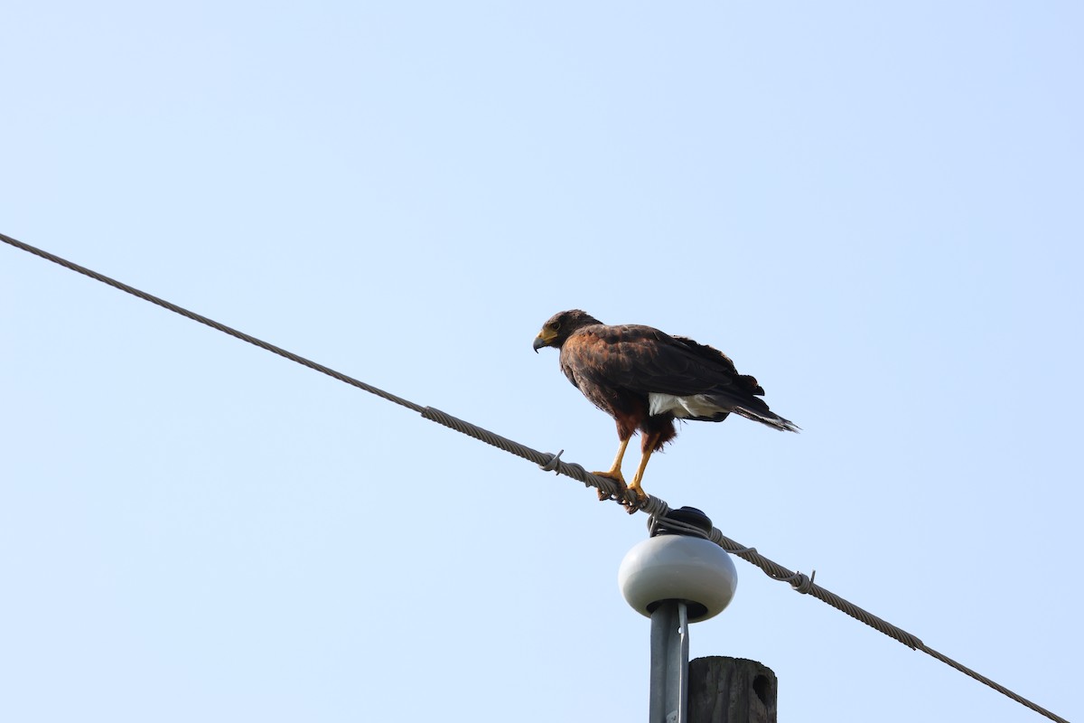 Harris's Hawk - ML620761261