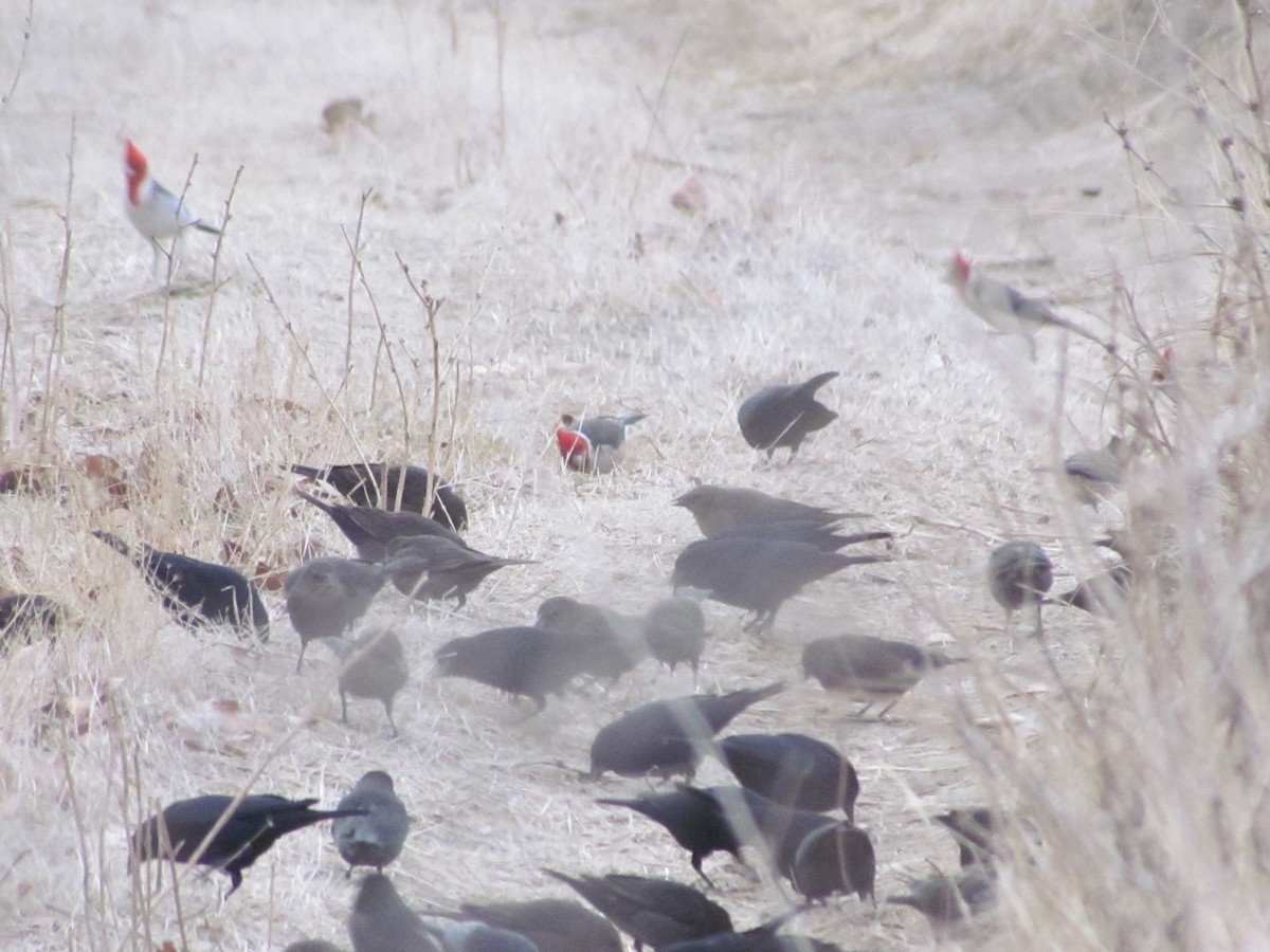 Red-crested Cardinal - ML620761264