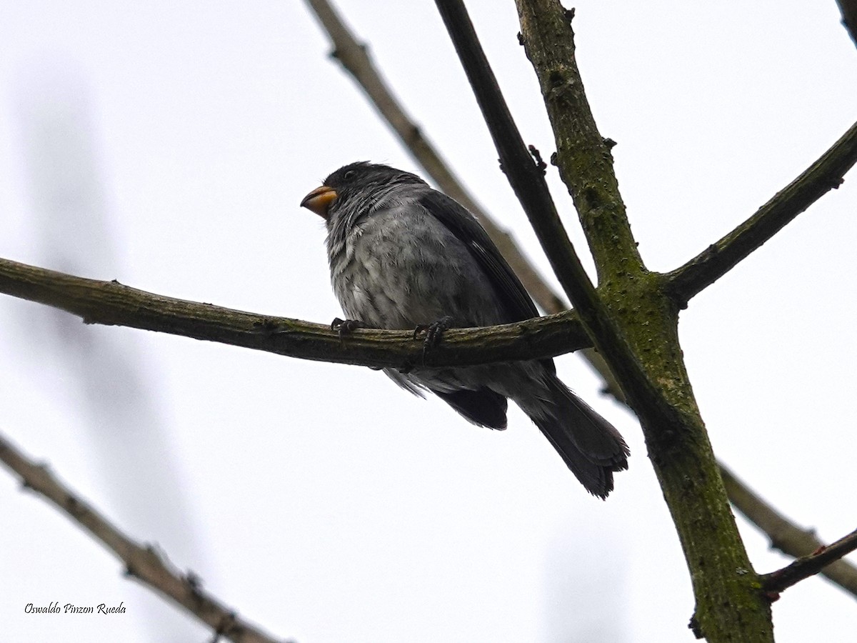 Gray Seedeater - ML620761267