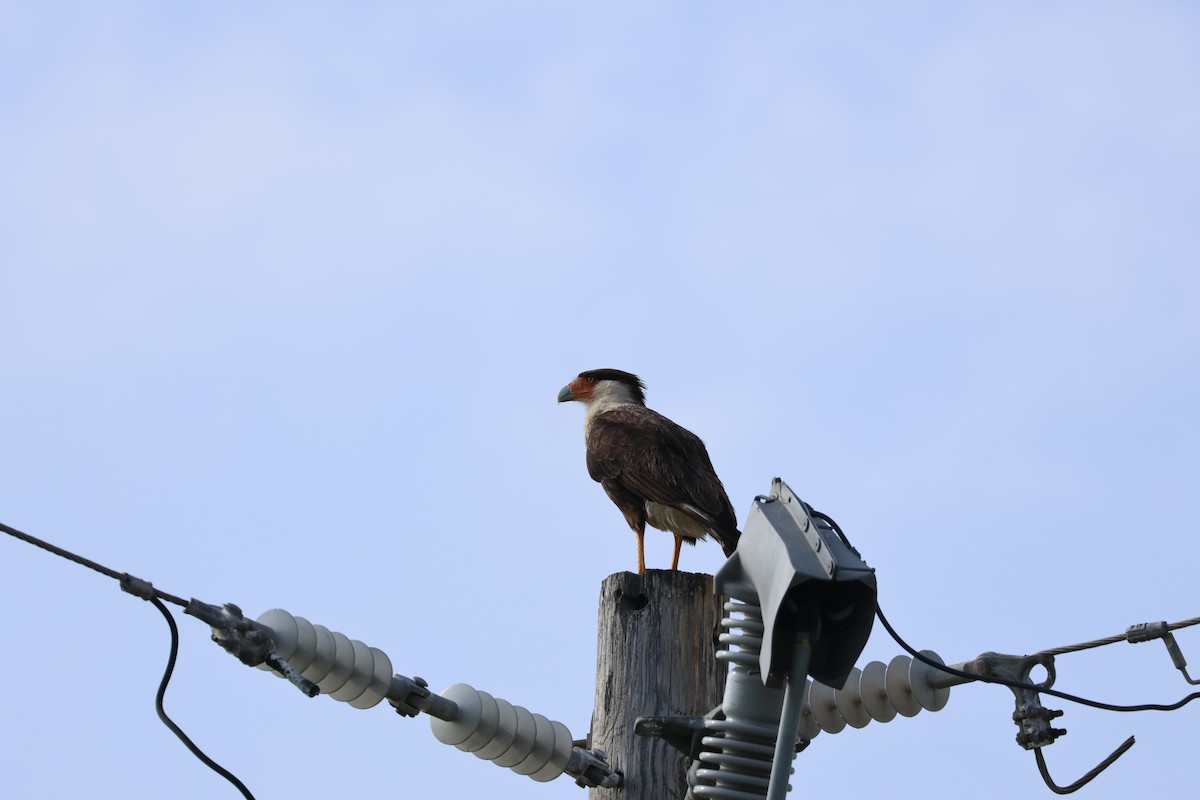 Caracara Carancho - ML620761274