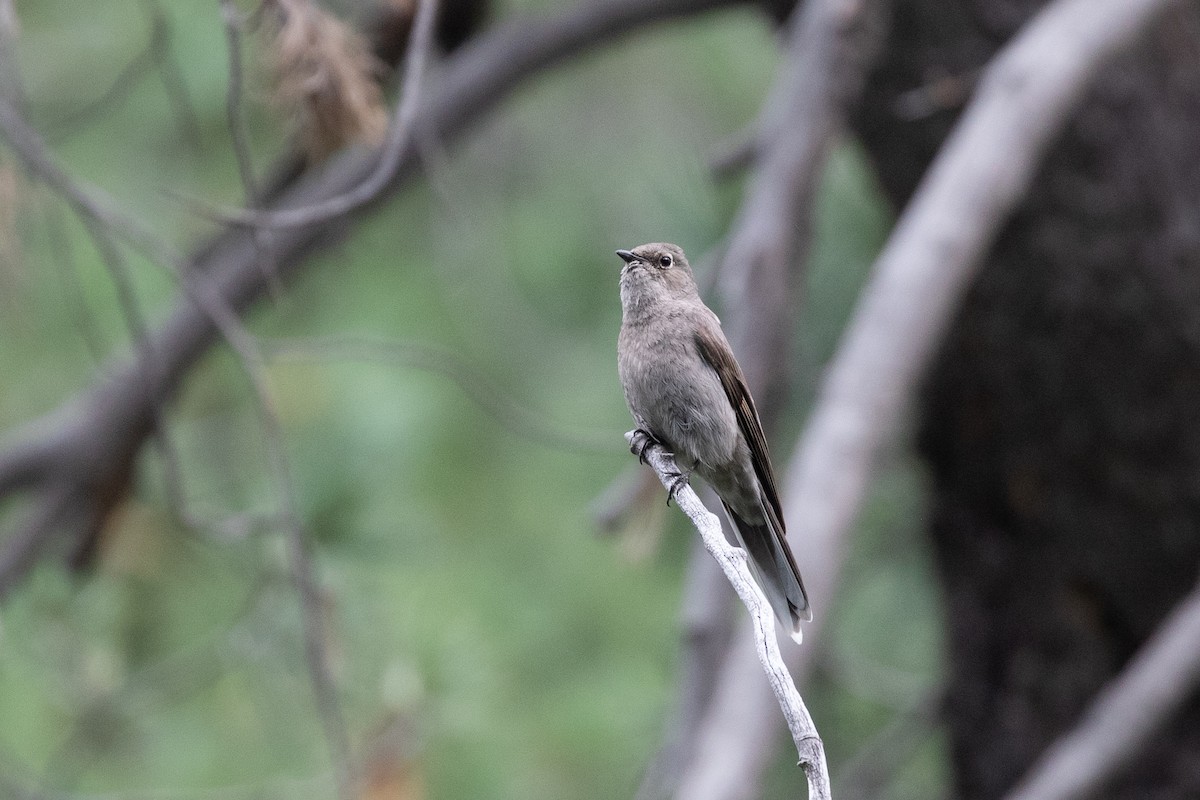 Townsend's Solitaire - ML620761278