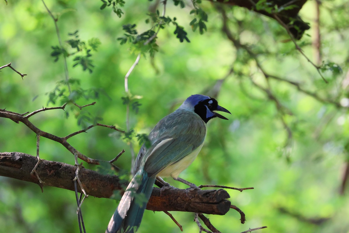 Green Jay - ML620761287