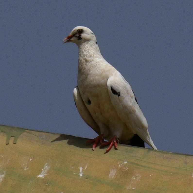 Rock Pigeon (Feral Pigeon) - ML620761292