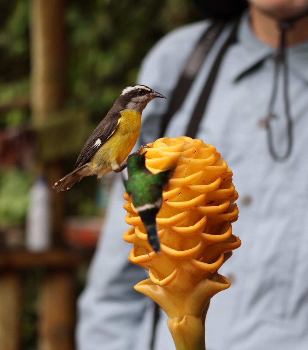 Bananaquit - ML620761295