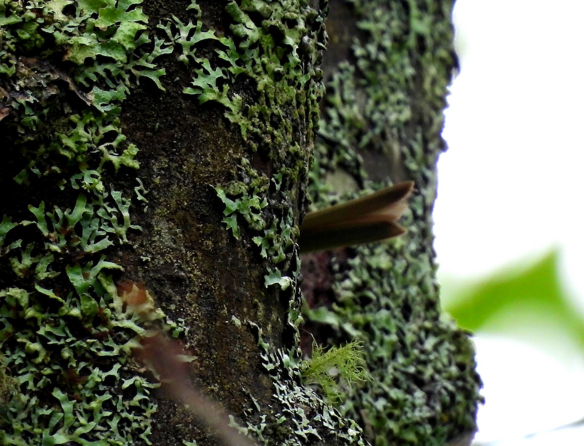 Least Flycatcher - ML620761296