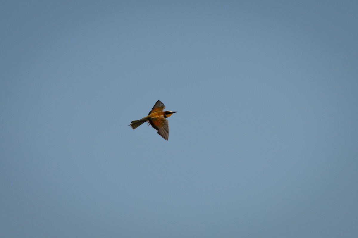 European Bee-eater - ML620761301