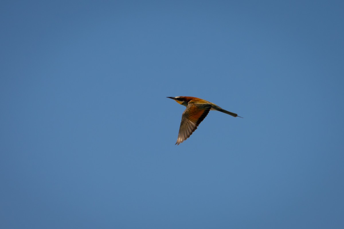 European Bee-eater - Tony Ford