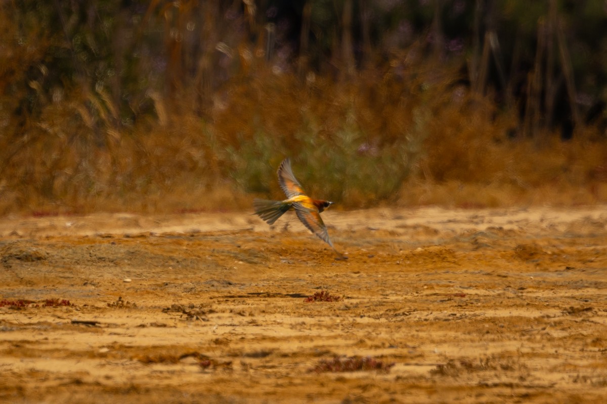 European Bee-eater - ML620761304
