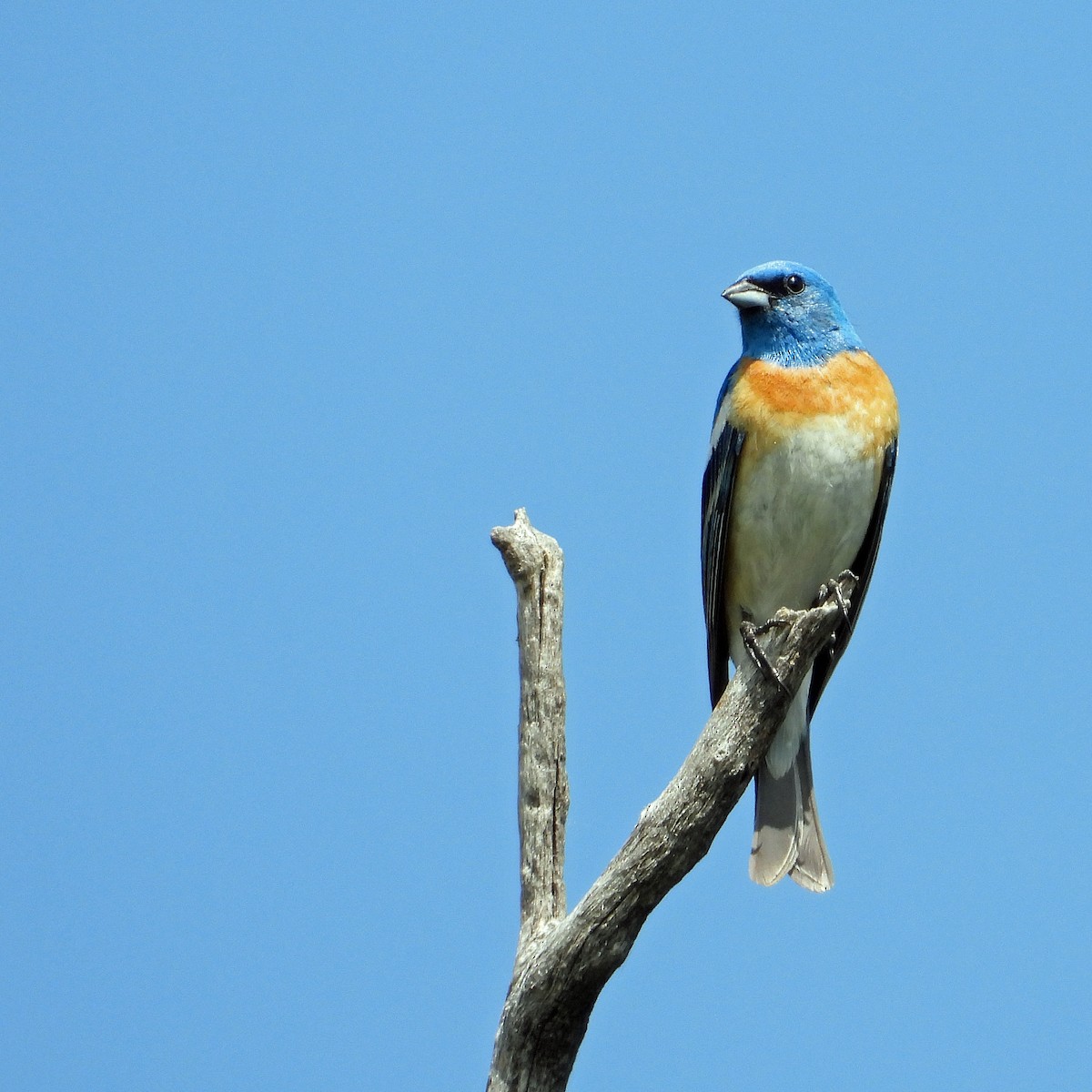 Lazuli Bunting - Jack Robinson