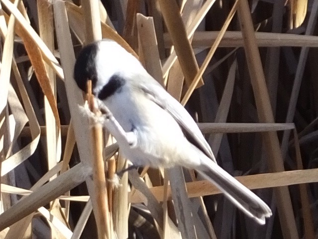 Black-capped Chickadee - ML620761308