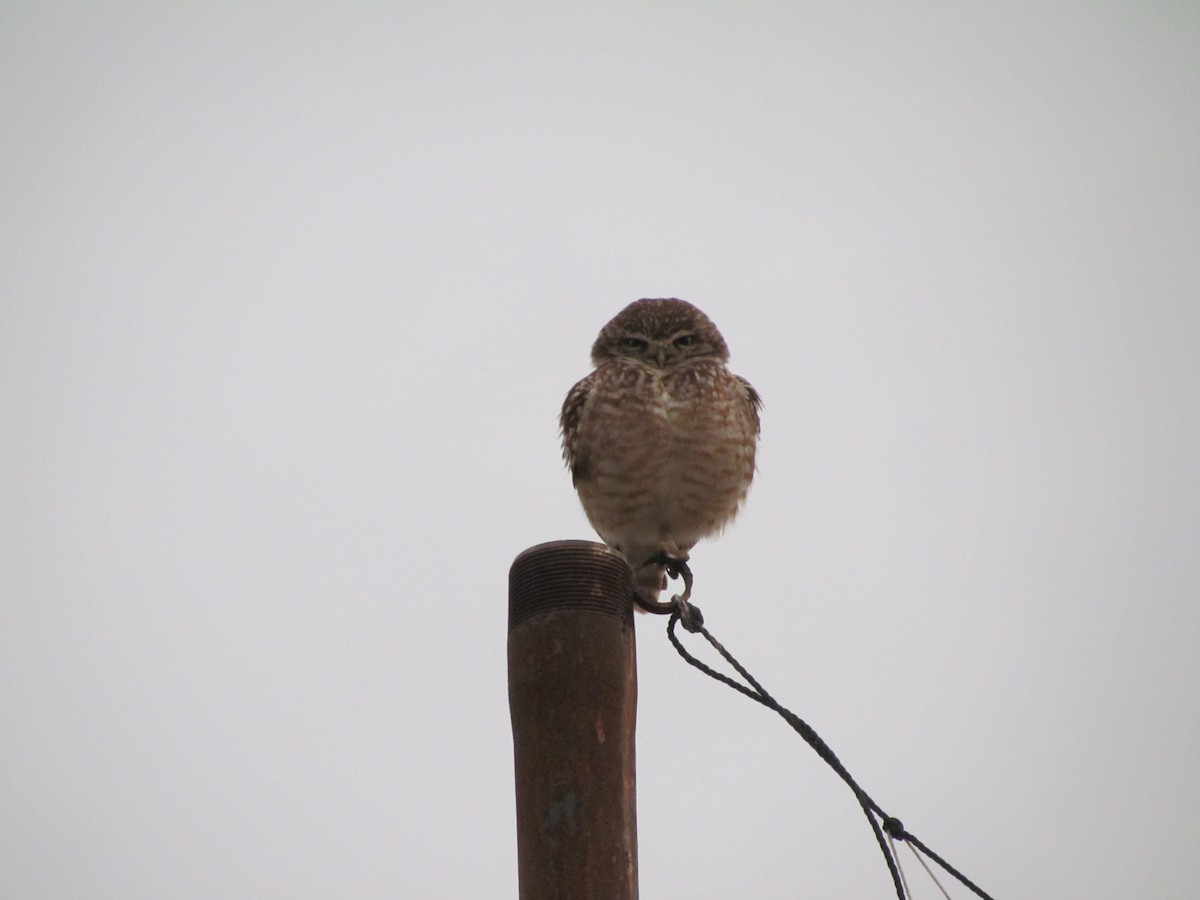 Burrowing Owl - ML620761312