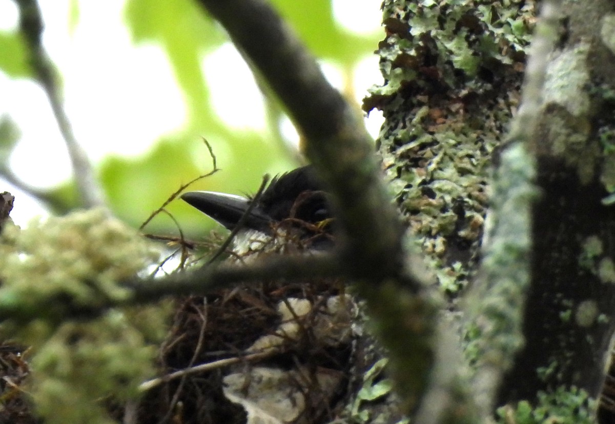 Eastern Kingbird - ML620761313