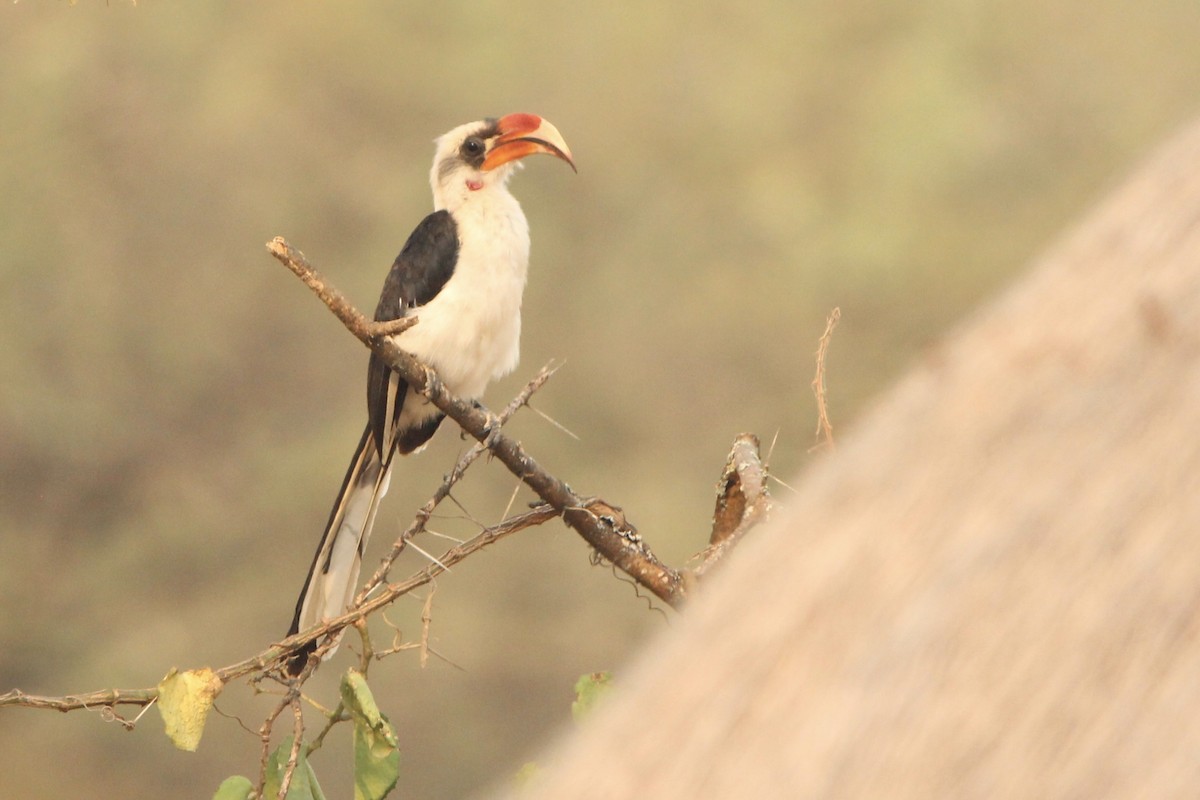 Von der Decken's Hornbill - ML620761314