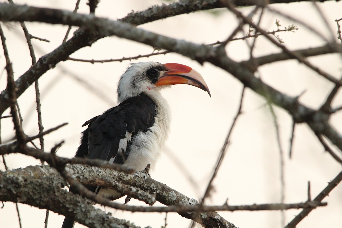 Von der Decken's Hornbill - ML620761317