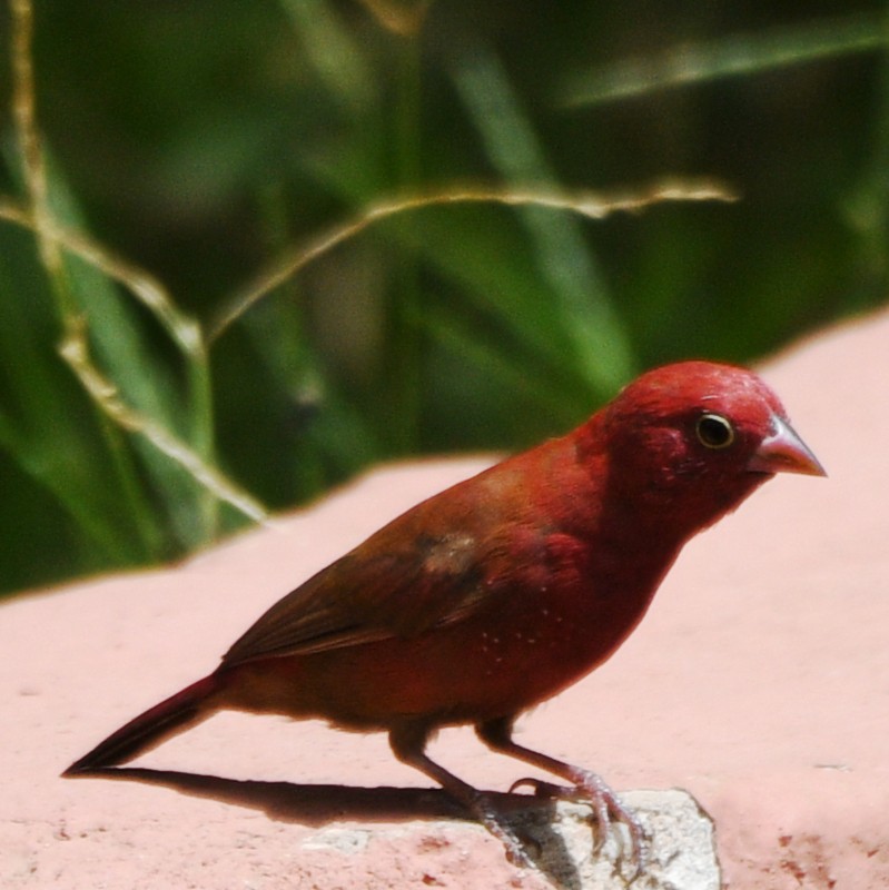 Amaranta Senegalesa - ML620761320