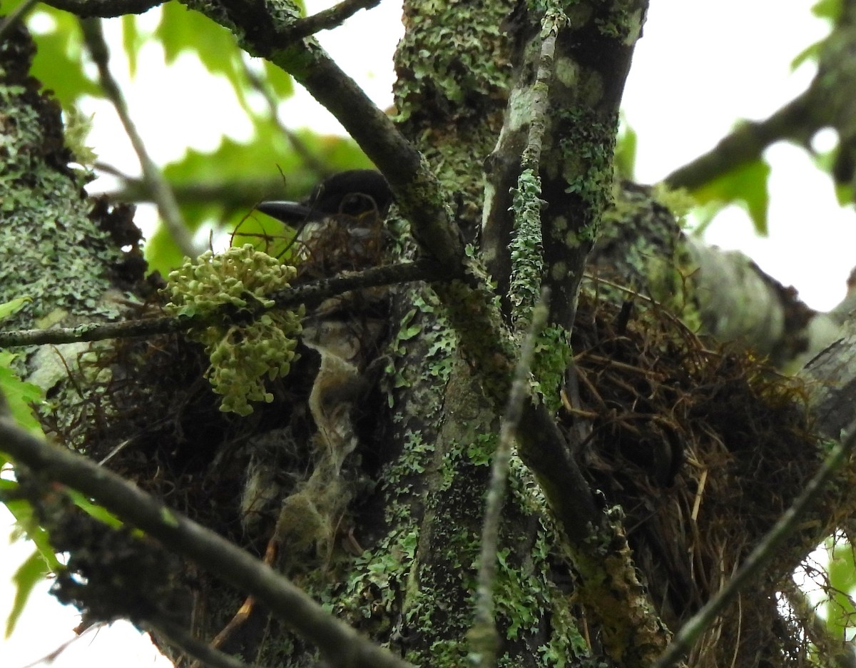 Eastern Kingbird - ML620761326