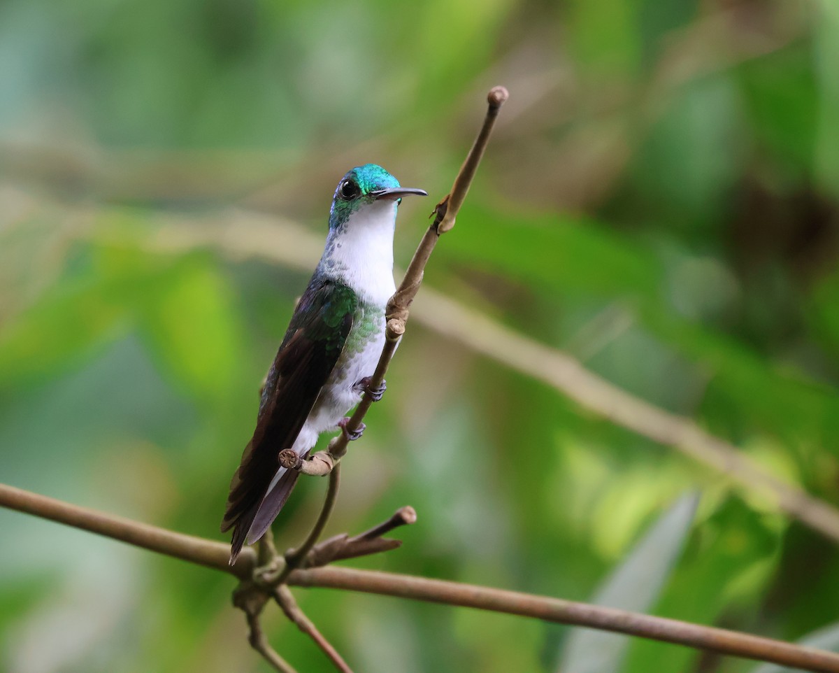 Andean Emerald - ML620761330