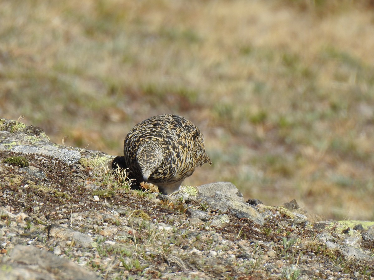 White-tailed Ptarmigan - ML620761336