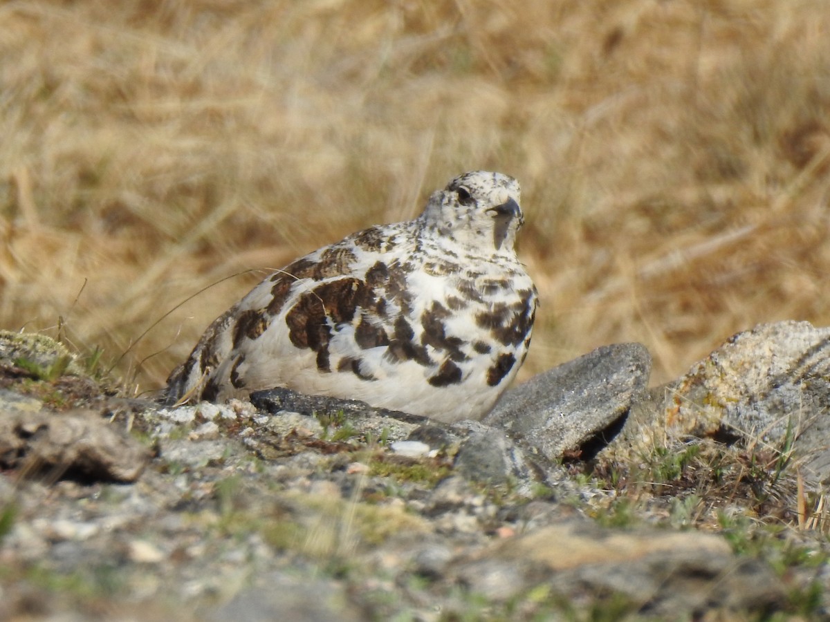 White-tailed Ptarmigan - ML620761337