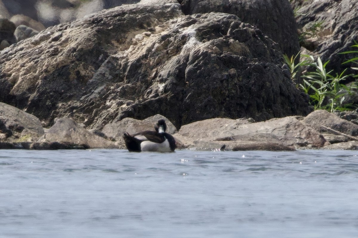 Ring-necked Duck - ML620761341