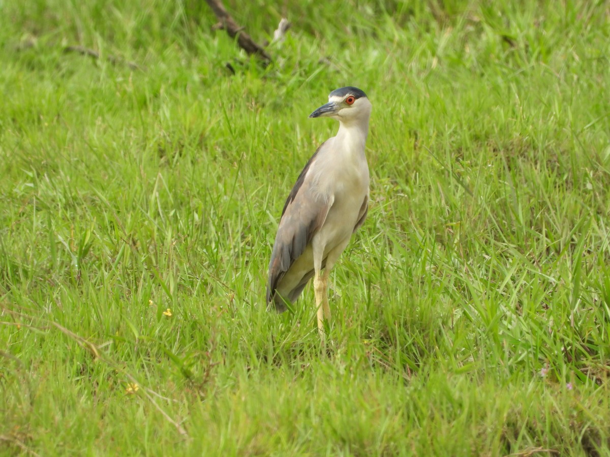 Black-crowned Night Heron - Alberto Peña