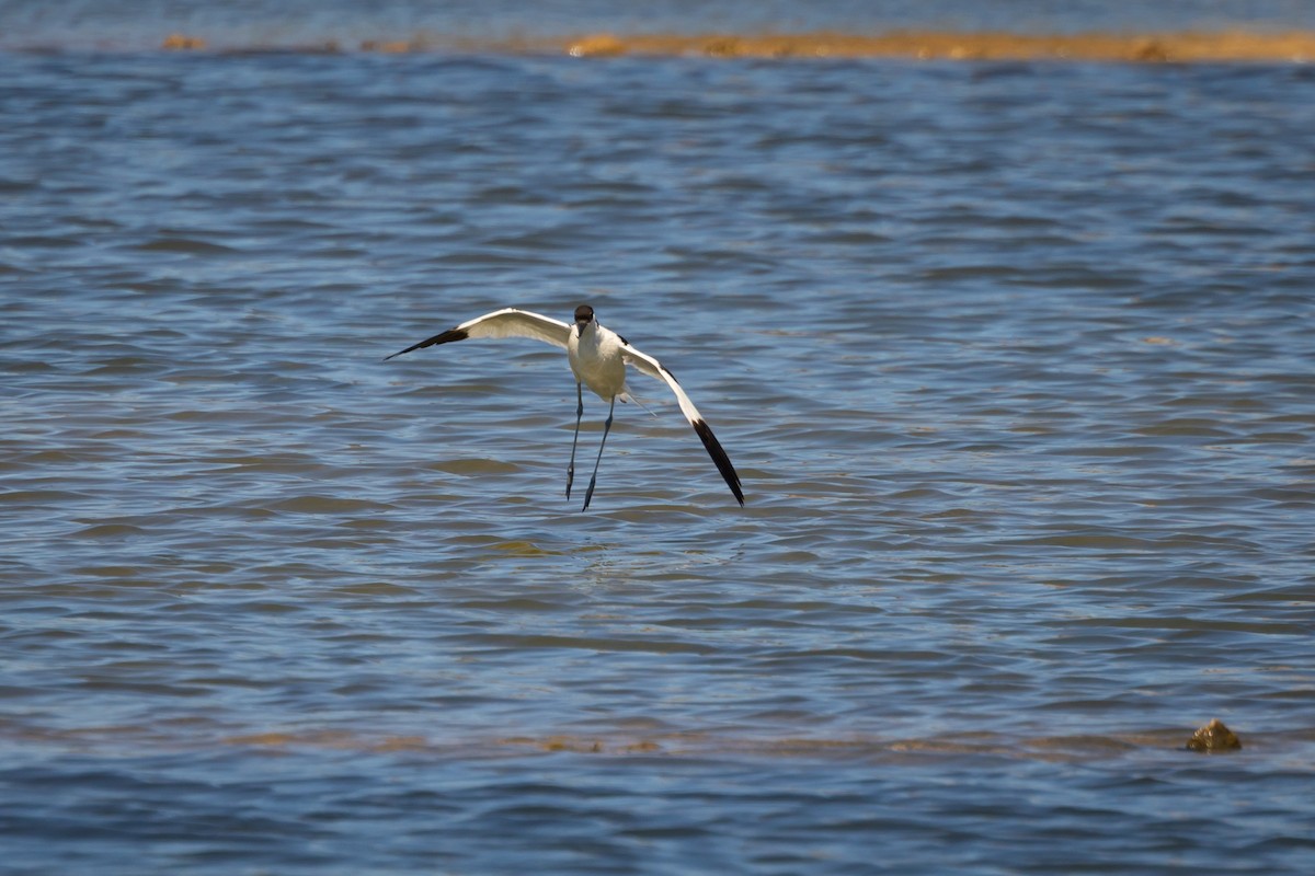 Pied Avocet - ML620761355