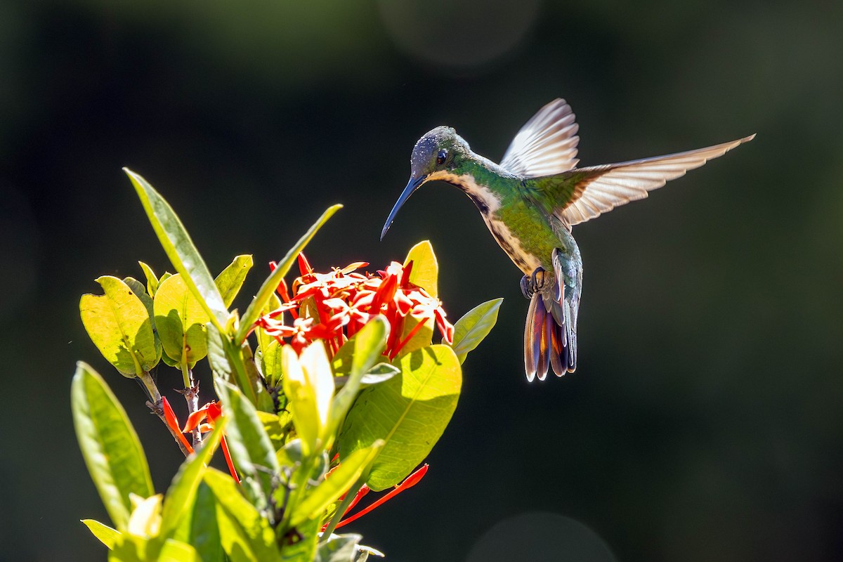 kolibřík tropický - ML620761368