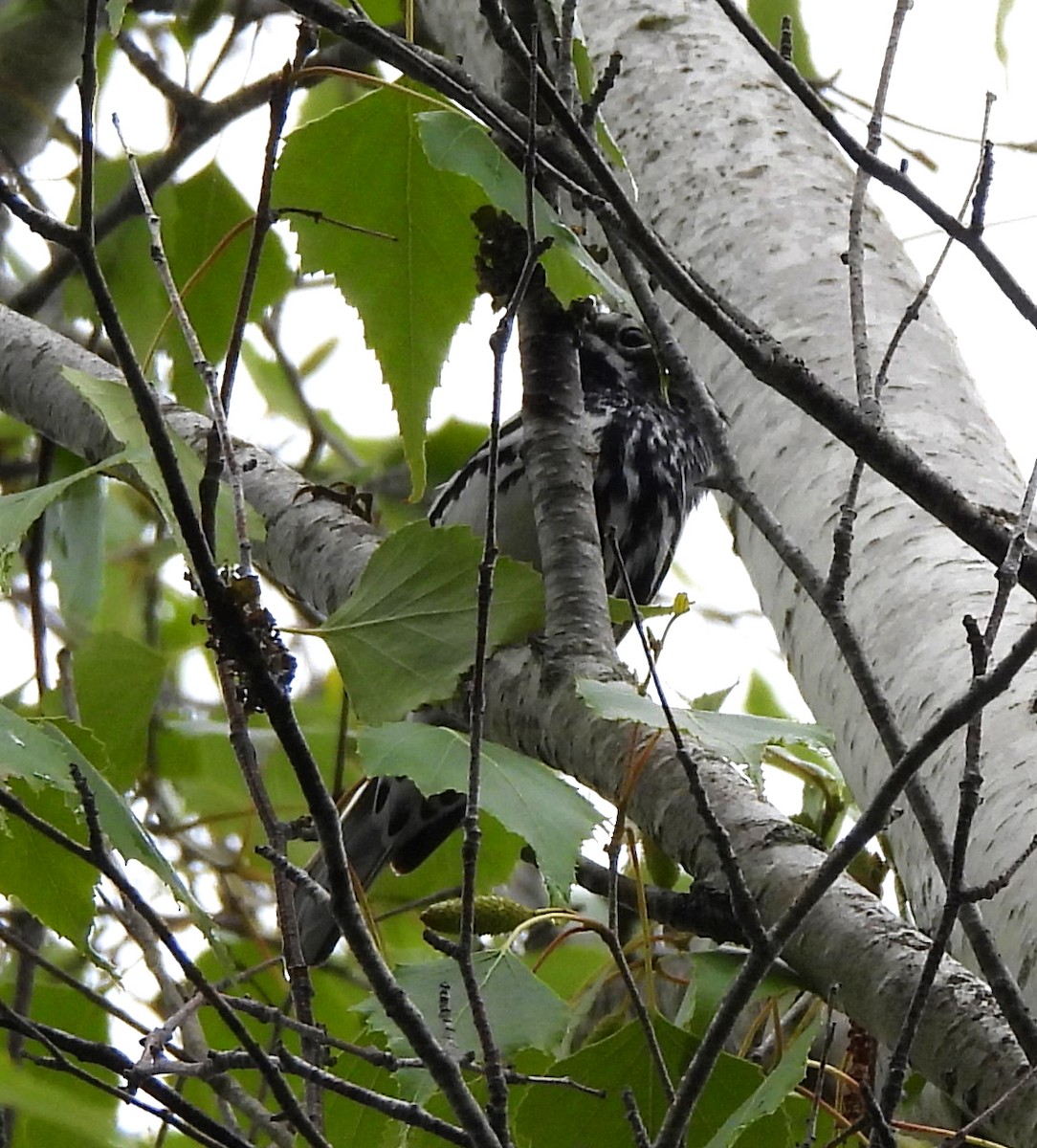 Black-and-white Warbler - ML620761372