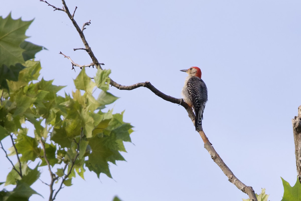 Red-bellied Woodpecker - ML620761374
