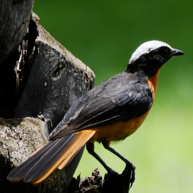 White-crowned Robin-Chat - ML620761375