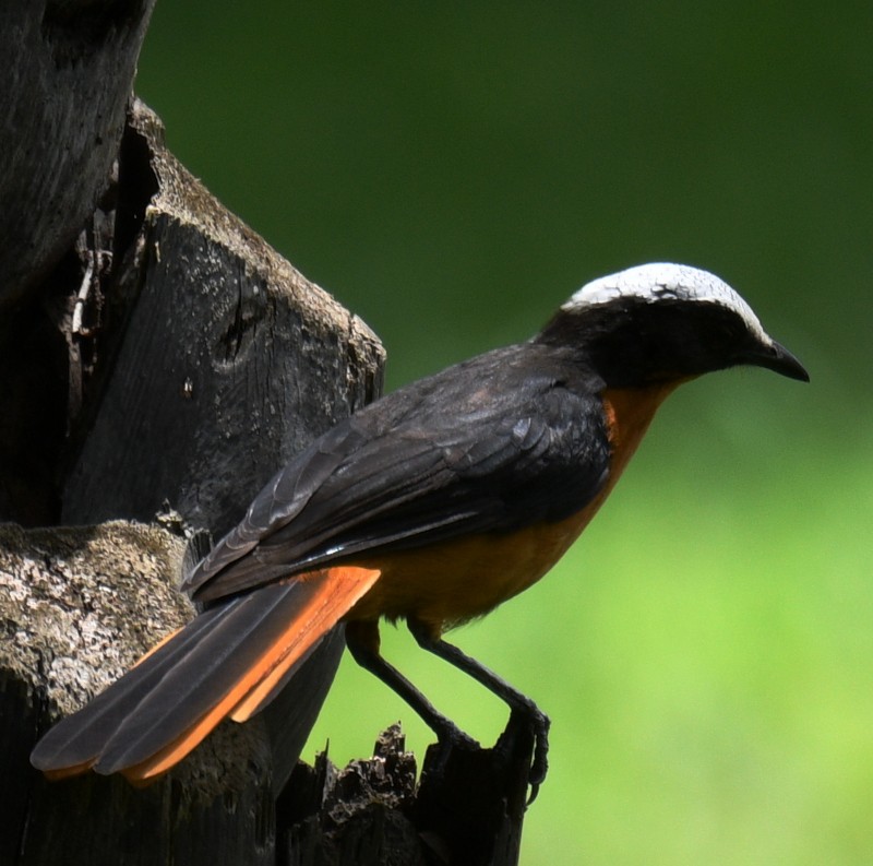 White-crowned Robin-Chat - ML620761376