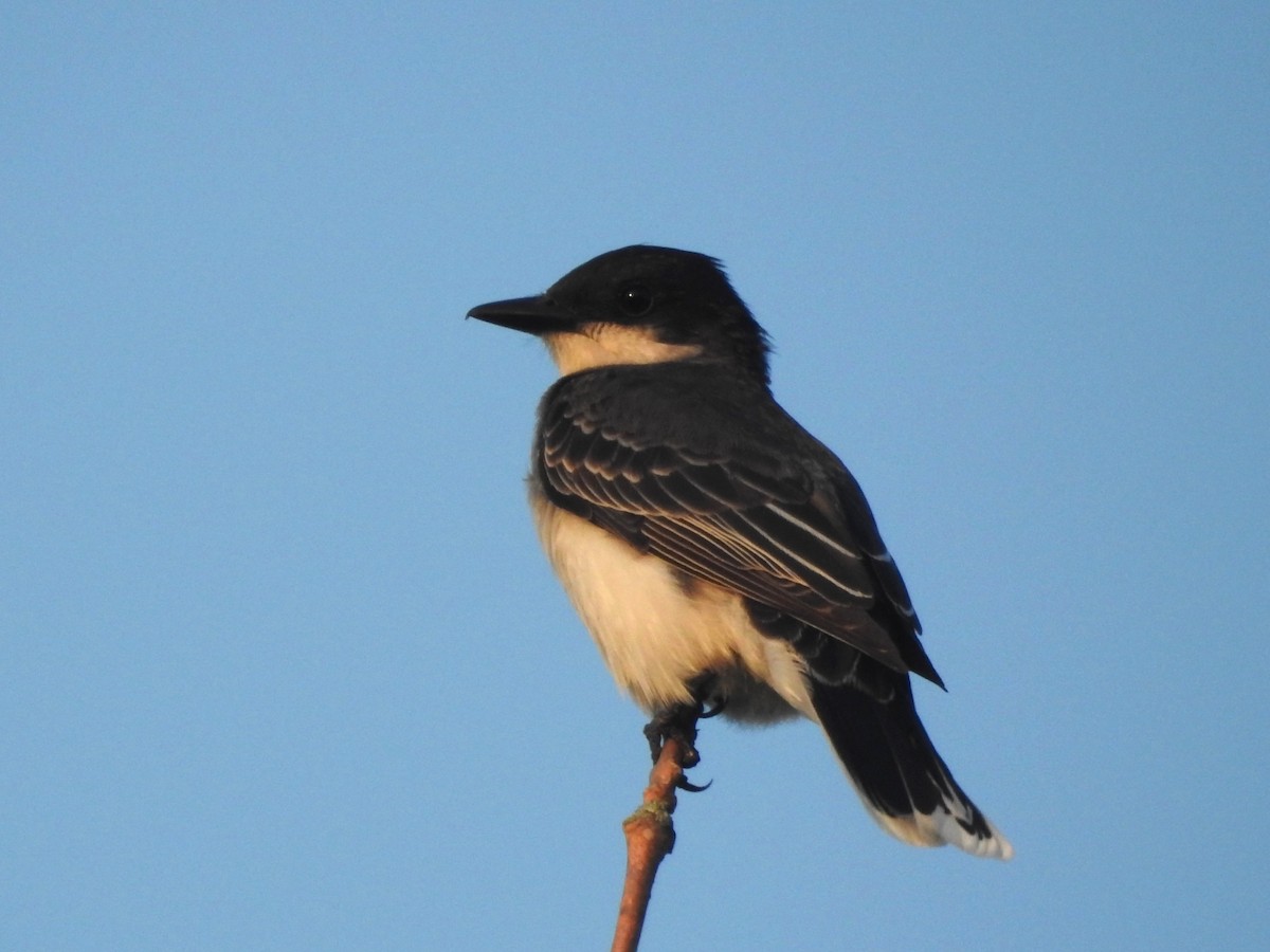 Eastern Kingbird - ML620761377