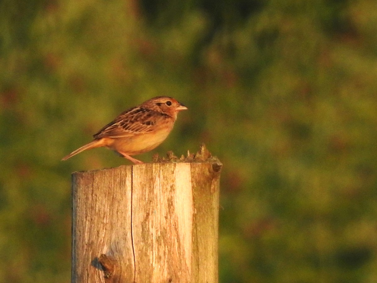 Grasshopper Sparrow - ML620761384