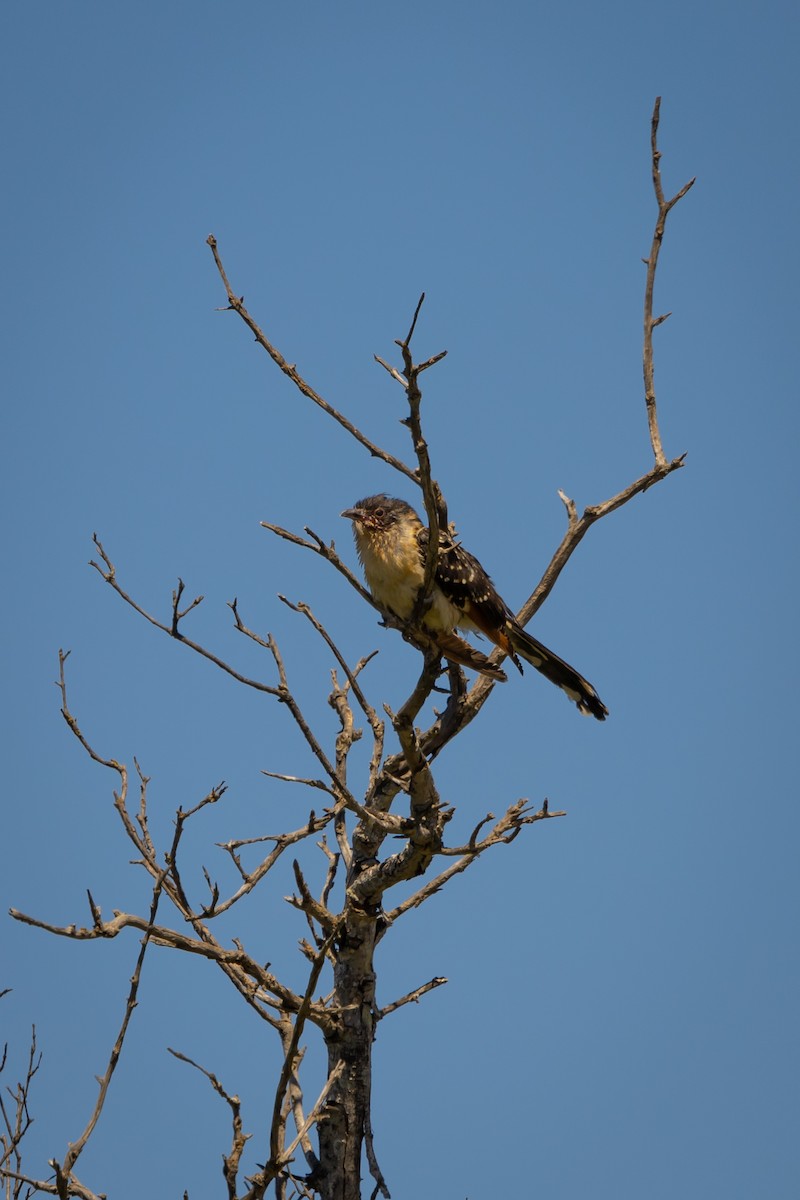 Great Spotted Cuckoo - ML620761386