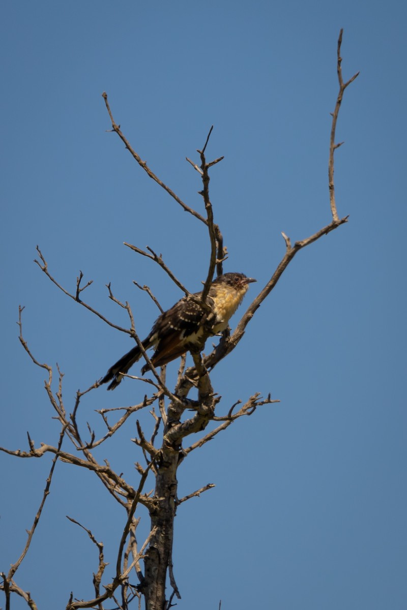 Great Spotted Cuckoo - ML620761387
