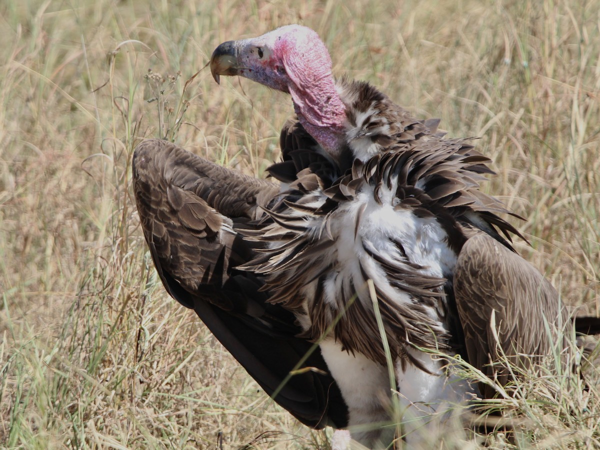 Lappet-faced Vulture - ML620761389