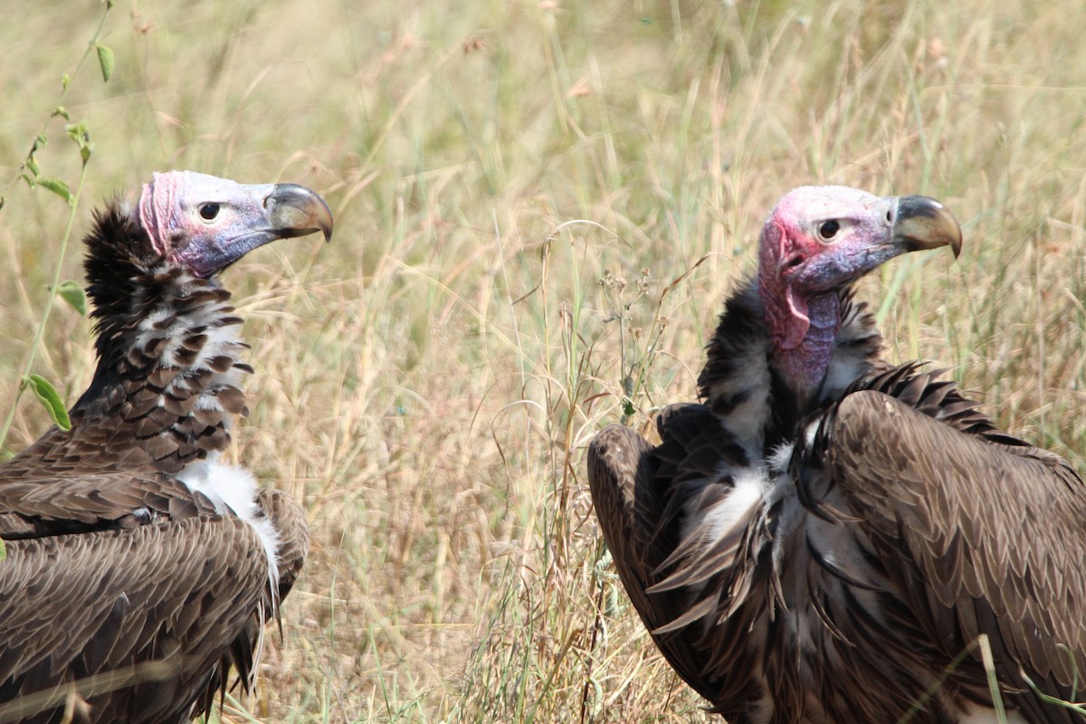 Lappet-faced Vulture - ML620761390
