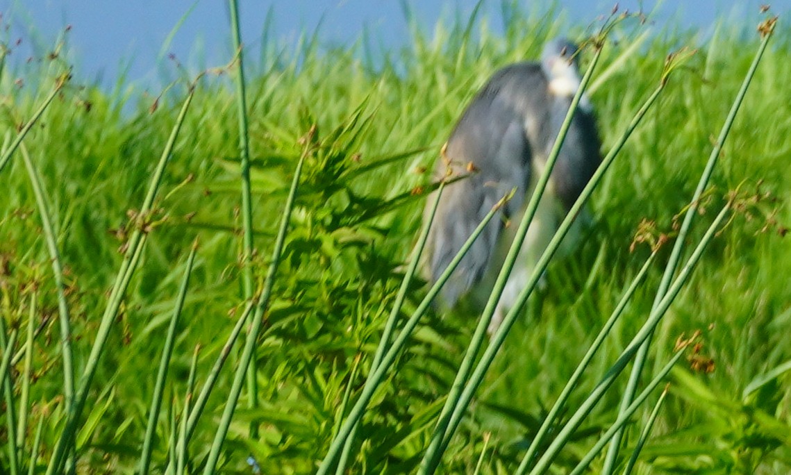 Tricolored Heron - ML620761392