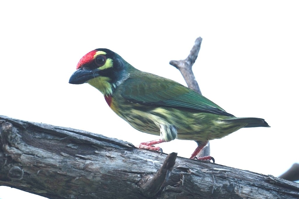 Coppersmith Barbet - ML620761393