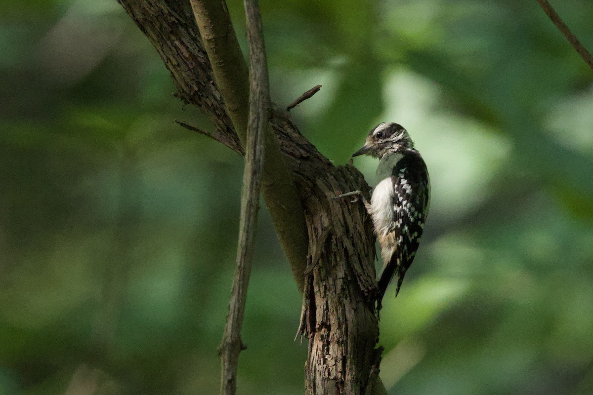 Downy Woodpecker - Steve Bielamowicz