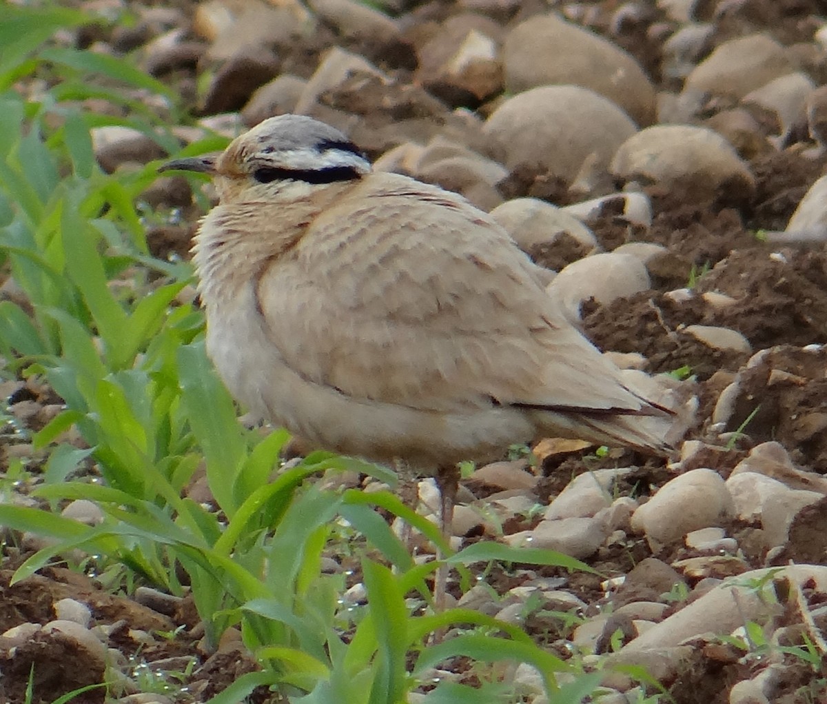 Cream-colored Courser - ML620761401